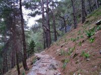 dromolatis_2_12.jpg